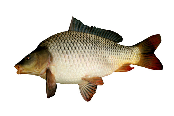 vis karper - Foto, afbeelding
