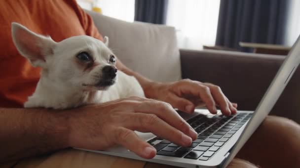 Ενηλίκων άνθρωπος εργάζεται σε ένα φορητό υπολογιστή και κατέχει επίσης λίγο χαριτωμένο σκυλί Chihuahua του.Κοντινό πλάνο ενός μικρού σκύλου. Τύπος ανθρώπου κείμενο στο laptop. Υψηλής ποιότητας 4k πλάνα - Πλάνα, βίντεο