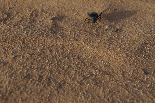 Prionotheca Coronata beetle - Фото, зображення