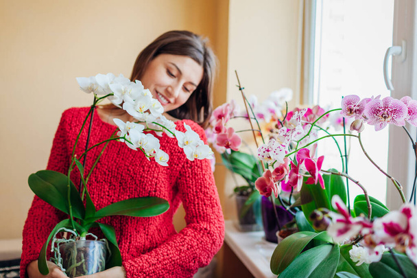 Happy woman smelling blooming white orchid holding pot. Girl gardener taking care of home plants and flowers enjoying hobby. - Photo, Image