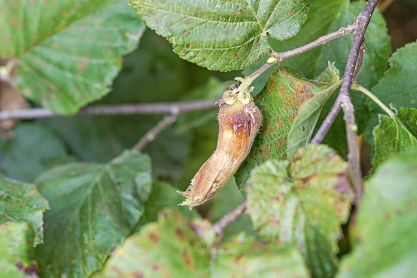 Hasselpähkinä pähkinäpuun oksalla, elokuussa Italian Lazion alueen maaseudulla - Valokuva, kuva
