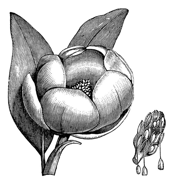 Sweetbay magnolia or Magnolia virginiana vintage engraving - Vector, Image