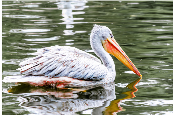 Pelican - Photo, Image