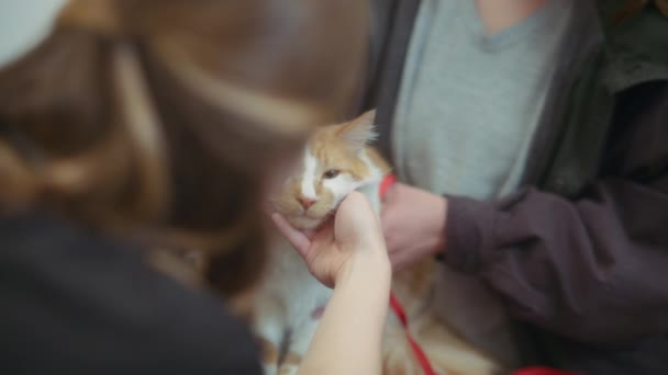 Az állatorvos és a tulaj egy vörös macskát tartanak a klinikán. Lassú mozgás..  - Felvétel, videó