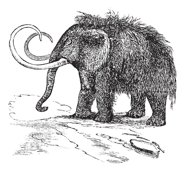 Gyapjas mamut vagy Mammuthus primigenius vintage gravírozás - Vektor, kép
