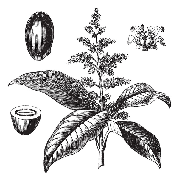 intialainen mango tai Mangifera indica vintage kaiverrus
 - Vektori, kuva