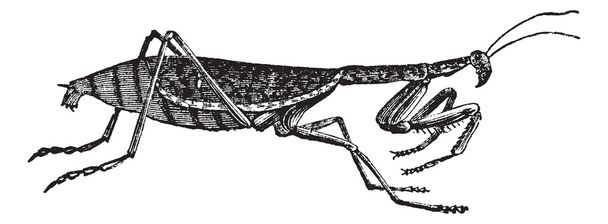 kudlanka nábožná nebo mantis religiosa vinobraní gravírování - Vektor, obrázek