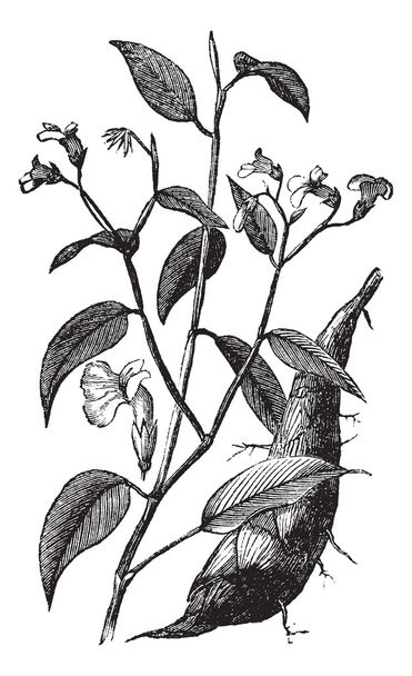 Gravure vintage Arrowroot ou Maranta arundinacea
 - Vecteur, image