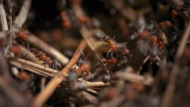 Blízko kolonie požárních mravenců v lese. Zpomalený pohyb.  - Záběry, video