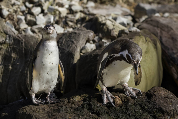 Gündüzleri vahşi penguenler. - Fotoğraf, Görsel