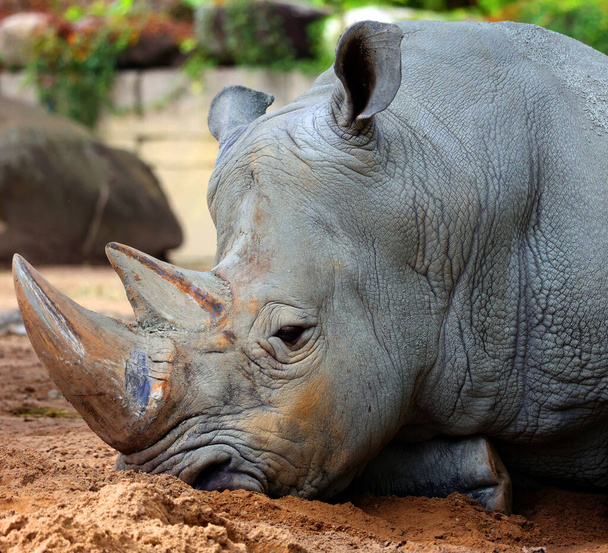 Il rinoceronte bianco o rinoceronte dalla forma quadrata è la più grande specie esistente di rinoceronte. Ha un'ampia bocca utilizzata per il pascolo ed è la specie di rinoceronte più sociale - Foto, immagini