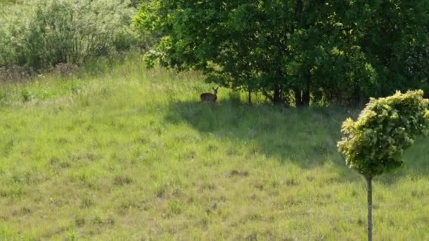 Roe jelen skrývající se v zelené trávě v Gdaňsku Polsko Evropa. Roe jelen, capreolus capreolus, hledá potravu a rozhlíží se. Divoká zvířecí srst pasoucí se v létě na seně v přírodním prostředí - Záběry, video