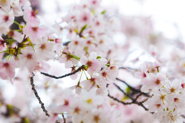 Roze kersenbloesem sakura bloem zachte focus in het voorjaar Japanse bloem - Foto, afbeelding