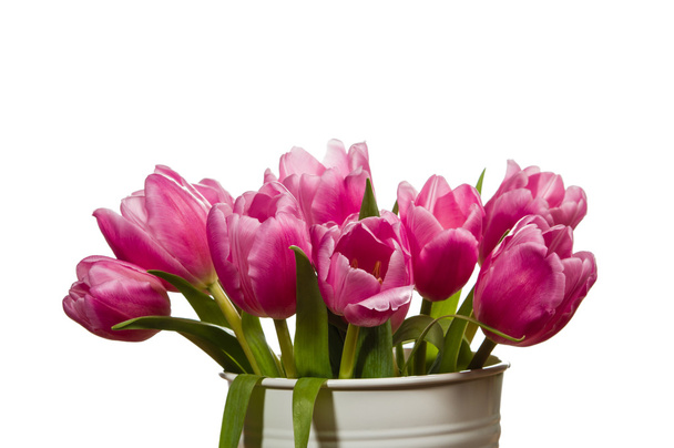 Fresh pink tulips in a white can - Фото, зображення