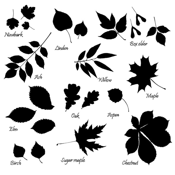 Set of leaves silhouettes - Vector, afbeelding