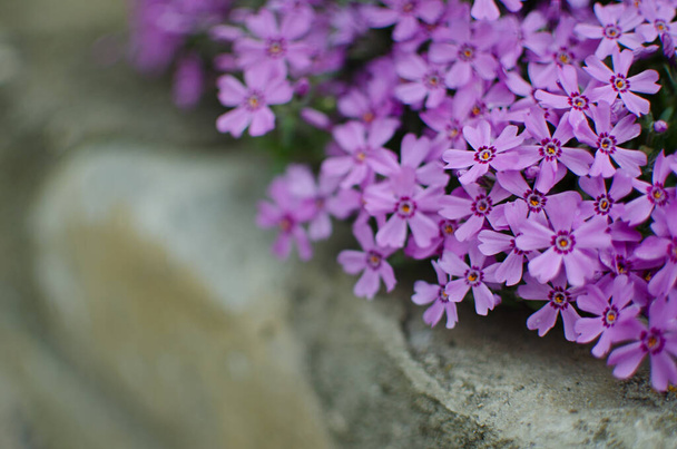 Petites fleurs de phlox pour la décoration de jardin de printemps par une journée ensoleillée
 - Photo, image