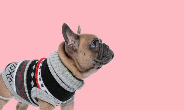 Imagem de pouco cão buldogue francês vestindo um pano casual em um animal sessão de fotos temáticas - Foto, Imagem