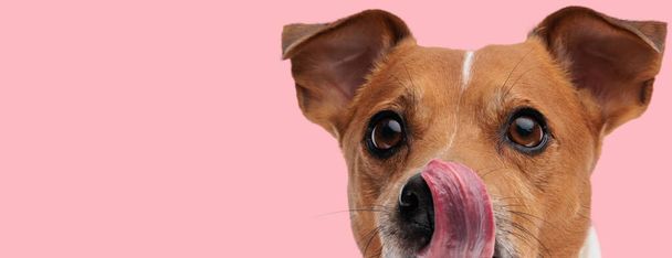 美しいですジャック・ラッセルテリア犬なめる彼の鼻で動物をテーマにした写真撮影 - 写真・画像