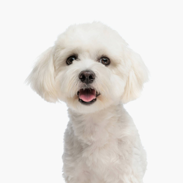 retrato de lindo perrito bichon sobresaliendo lengua y mirando hacia adelante mientras se sienta delante de fondo blanco en el estudio - Foto, imagen