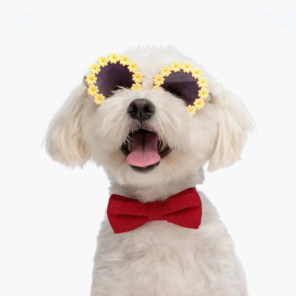 όμορφο bichon σκυλί με παπιγιόν και γυαλιά ηλίου λαχάνιασμα με γλώσσα εκτεθειμένη, ενώ κάθεται μπροστά από το λευκό φόντο στο στούντιο - Φωτογραφία, εικόνα