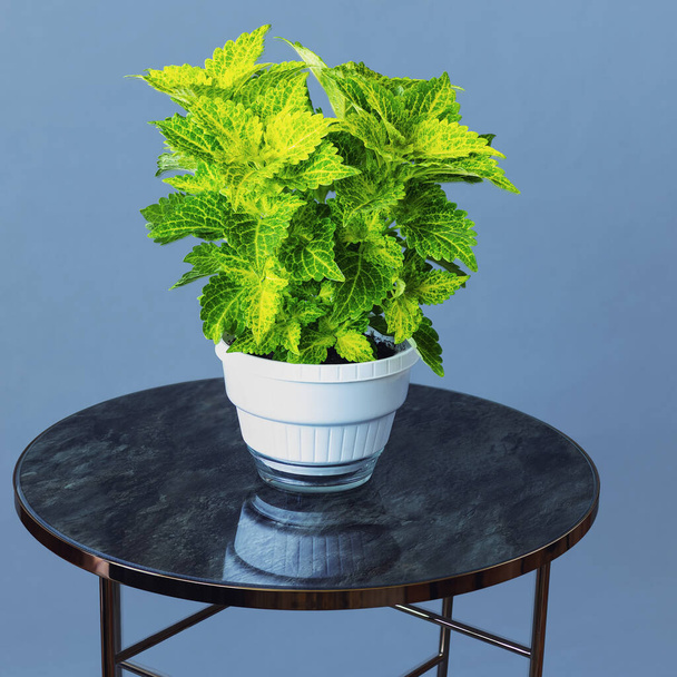 Ortiga decorativa con hojas verdes en una olla sobre una mesa sobre un fondo azul, vista lateral - Foto, imagen