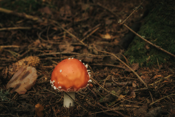 Fly Agaric Eco Осенний гриб. Ядовитый гриб, который растет в лесу под деревьями в мху. Красная мухоловка в зеленом мху. Используется в фармакологии - Фото, изображение
