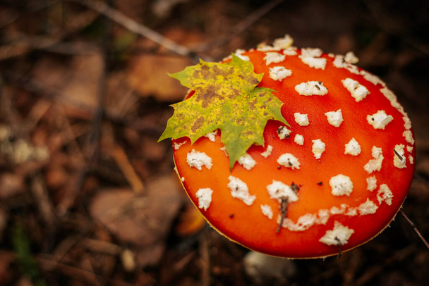 Fly Agaric Eco Осенний гриб. Ядовитый гриб, который растет в лесу под деревьями в мху. Красная мухоловка в зеленом мху. Используется в фармакологии - Фото, изображение
