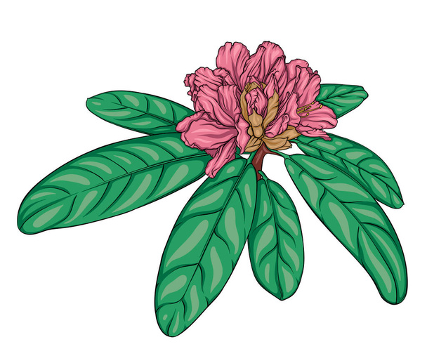 rhododendron branch with unblown buds and leaves. vector color hand drawn illustration, stained glass - Vector, Image