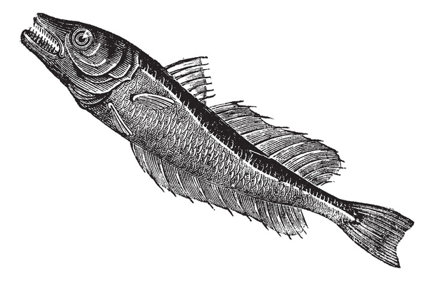 Common European hake (Merluccius vulgaris), vintage engraving - Vector, Image