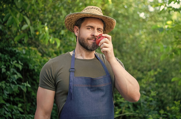 man greengrocer in straw hat smell tomato vegetable. - Valokuva, kuva