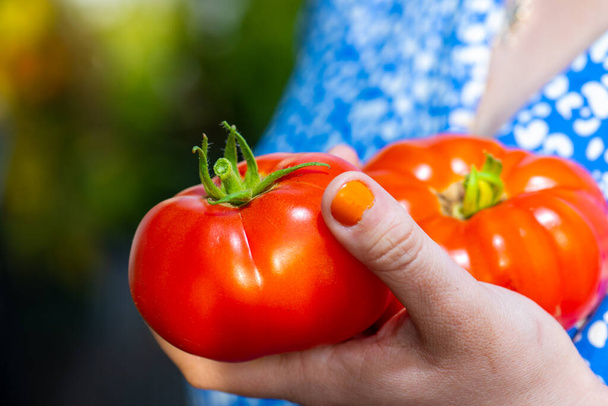 Hand met twee rijpe tomaten. - Foto, afbeelding
