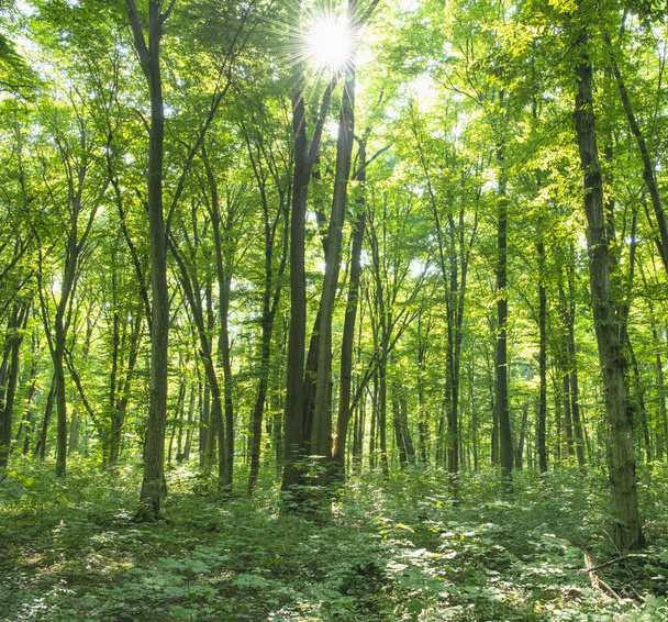 Lumière du soleil dans la forêt verte, printemps - Photo, image