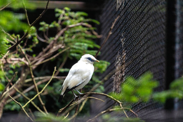 Rare Bali Mynah, native to Bali, Indonesia, spotted in Malaysia. Distinctive white plumage and striking blue skin around the eyes. - Photo, Image