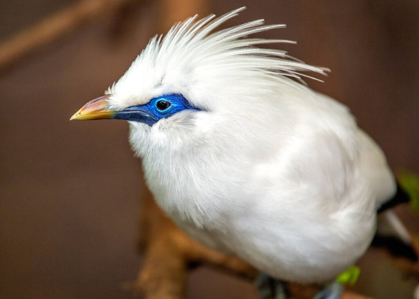 Зачаровує Балі Mynah, Leucopsar rthschild, знаковий вид птахів ендемік Балі, Індонезія. - Фото, зображення