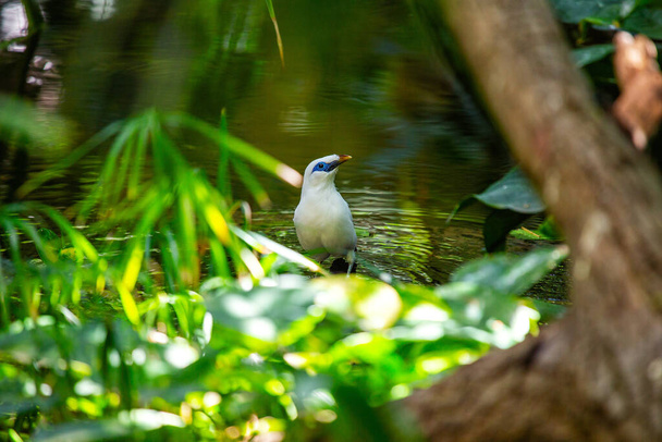 インドネシア,バリ島に固有の象徴的な鳥類であるルーコプサール・ロスシュケルツァーを魅了. - 写真・画像