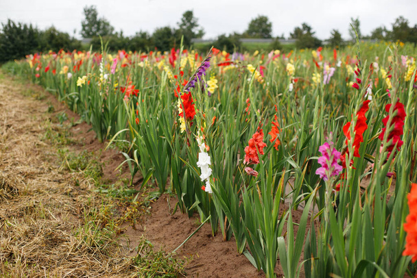 Feld mit bunten Gladiolen zum Verkauf - Foto, Bild