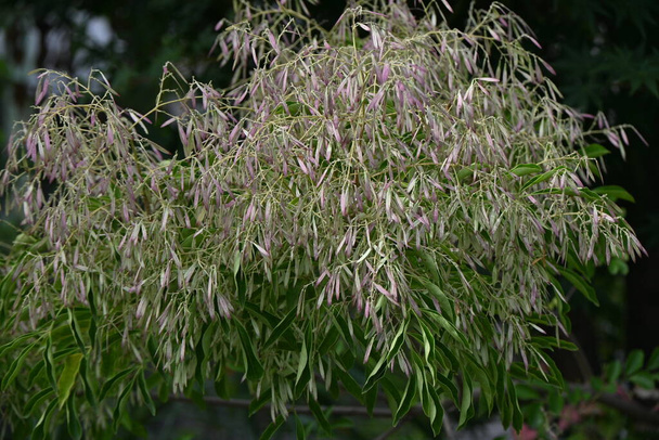 Fraxinus griffithii (Griffiths as) Samaras. Oleaceae groenblijvende boom afkomstig uit Zuidoost-Azië. Het bloeit kleine witte bloemen in de zomer en produceert samara in het vroege najaar. - Foto, afbeelding