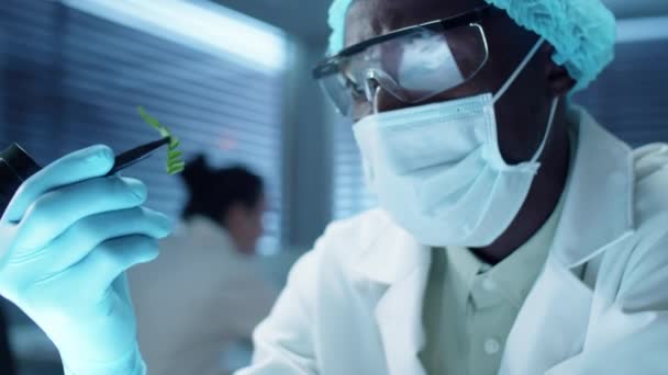 Afroamerikanischer Wissenschaftler in sterilen Handschuhen, Mütze, Schutzmaske und Brille hält Pflanzenblatt mit Pinzette in der Hand und untersucht es im Labor - Filmmaterial, Video
