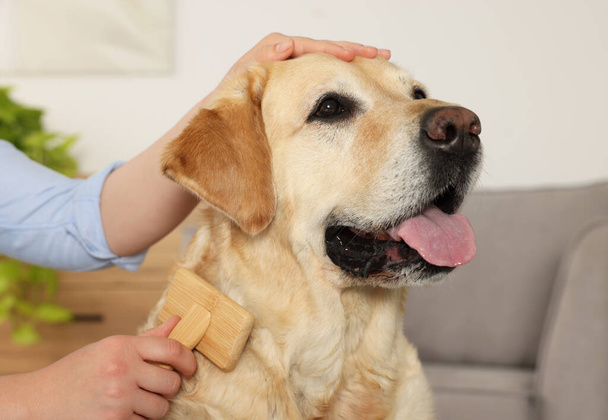 Woman brushing cute Labrador Retriever dog at home, closeup - Zdjęcie, obraz