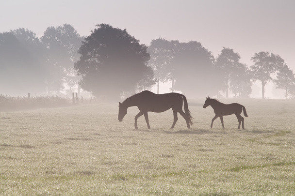 семья лошадей ходить по туманным пастбищам
 - Фото, изображение