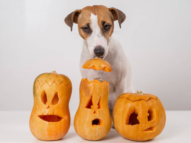 Jack Russell Terrier dog holding a jack-o-lantern pumpkin hat on a white background - Fotoğraf, Görsel