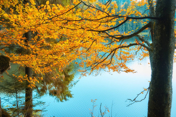 Góry Karpackie jesienią. Urzekające jezioro Synevir odzwierciedla żywe kolory otaczających je liści.  - Zdjęcie, obraz