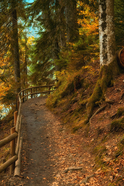 autumn forest path that winds alongside a picturesque lake. The wooden fence gracefully guides your steps - Photo, Image