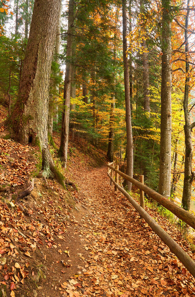 autumn forest path that winds alongside a picturesque lake. The wooden fence gracefully guides your steps - Photo, Image