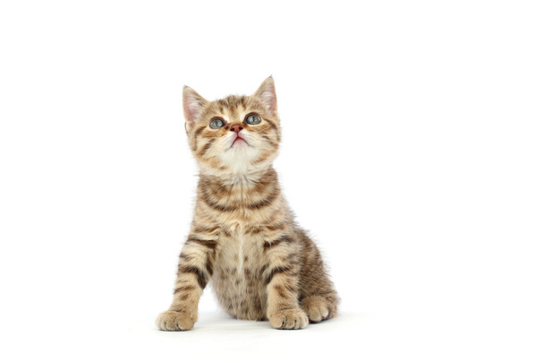 izole kedi - Fotoğraf, Görsel