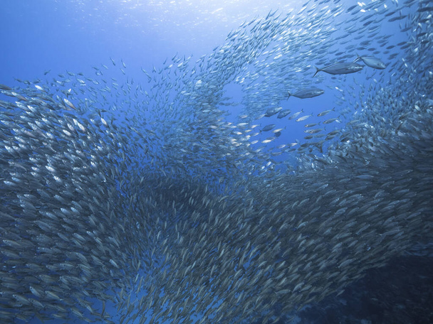 Школьная рыба, рыба Big Eye Scad в водах Карибского моря - Фото, изображение