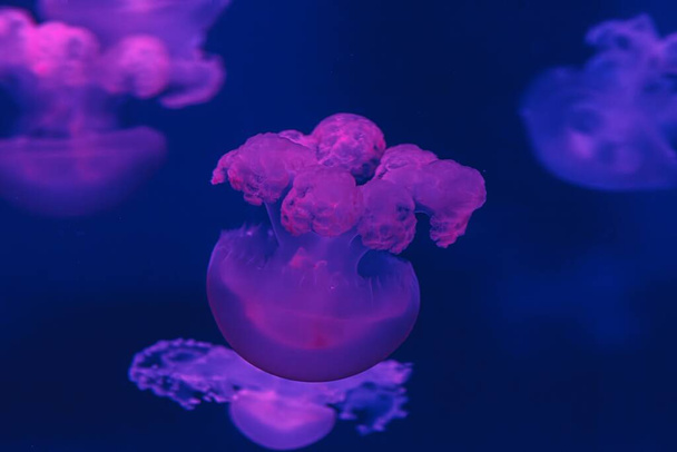 víz alatti lövés gyönyörű márvány medúza / Lychnorhiza Lucerna közelről - Fotó, kép