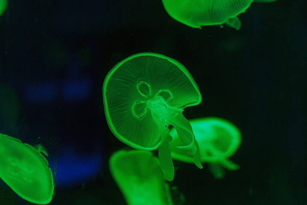 podwodne fotografowanie pięknej Aurelia aurita zbliżenie - Zdjęcie, obraz