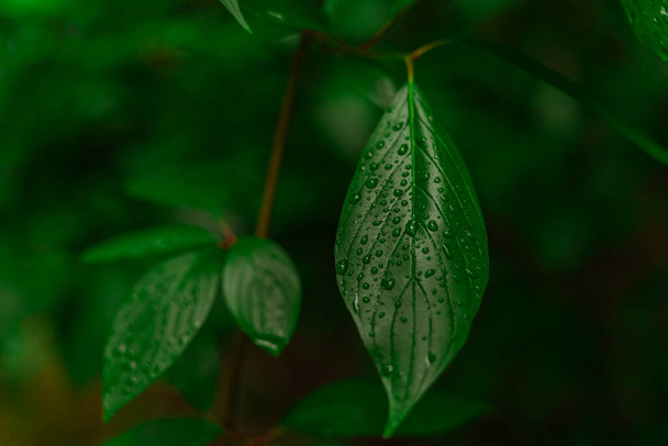 rocío matutino tiempo lluvioso follaje jardinero ambiente parque vista panorámica enfoque suave foto en una hoja - Foto, Imagen