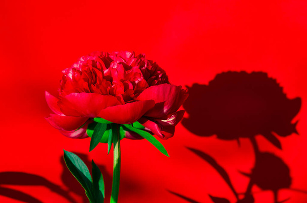 Fleur brillante et bouton de pivoine avec des ombres vives sur le fond - Photo, image